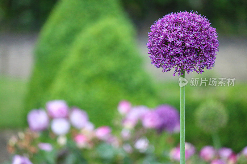 模糊背景和复制空间的草本花园里的紫色葱花的图像，近距离观赏洋葱花，花蕾，花瓣，雄蕊，花粉，开花的葱属植物用于春季的草本边缘，戏剧性的球形花/种子头